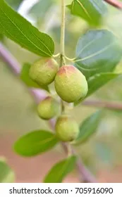Jojoba