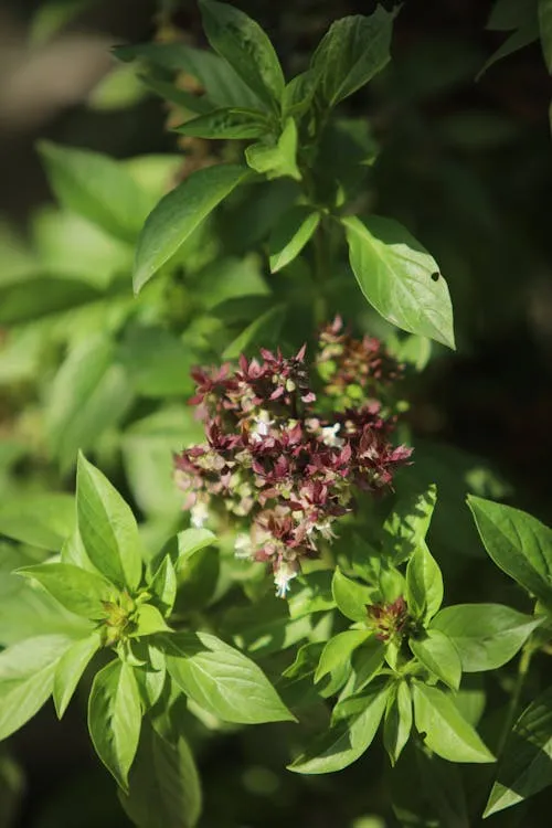 Marjoram