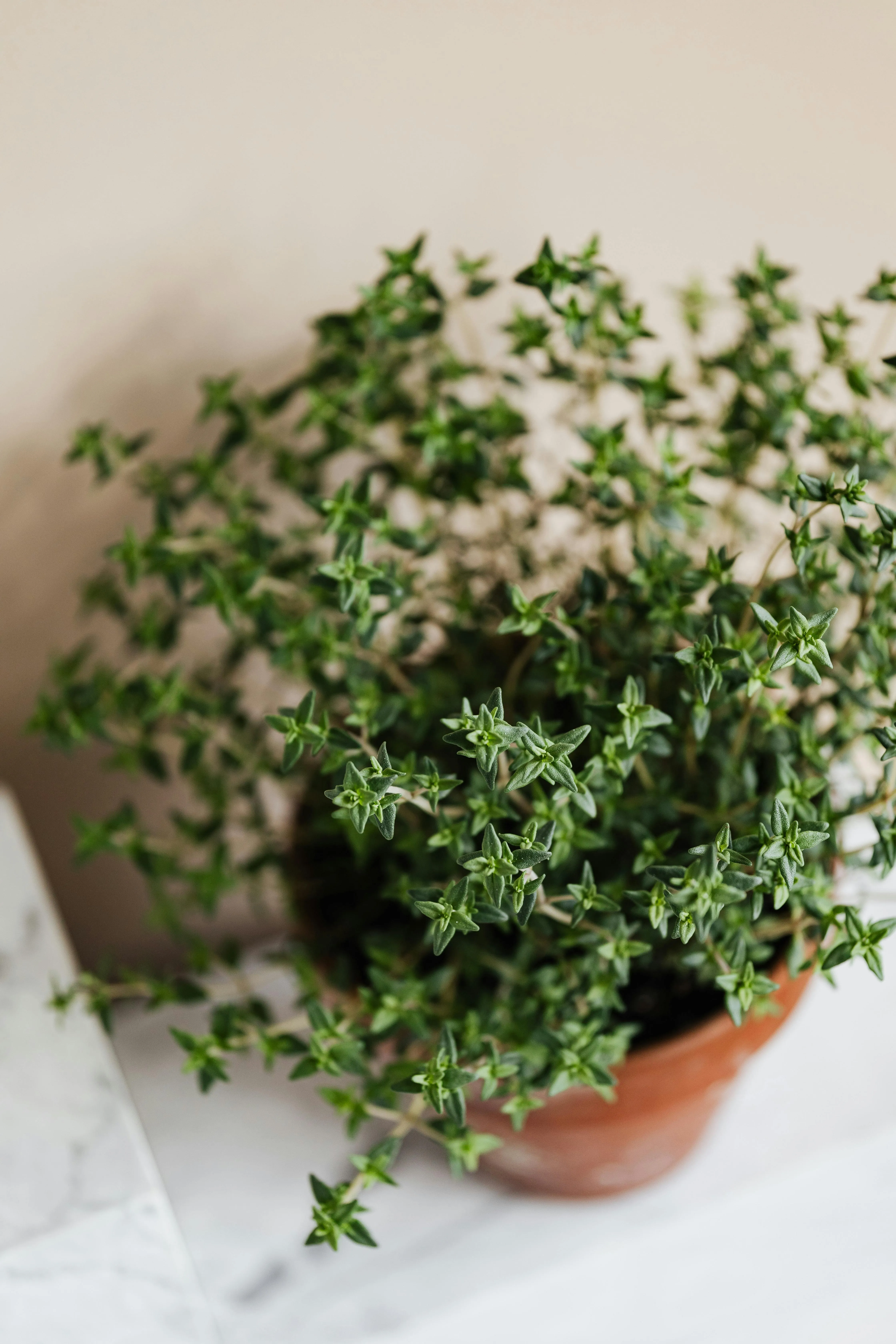Thyme